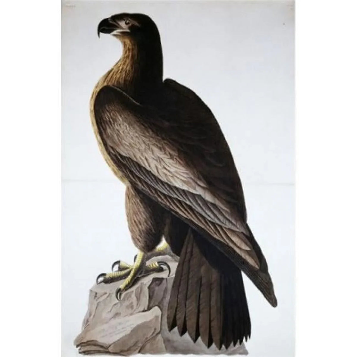Sea in. Audubon x Great 18 American Eagle 1785-1851 John Print American James Poster - 24