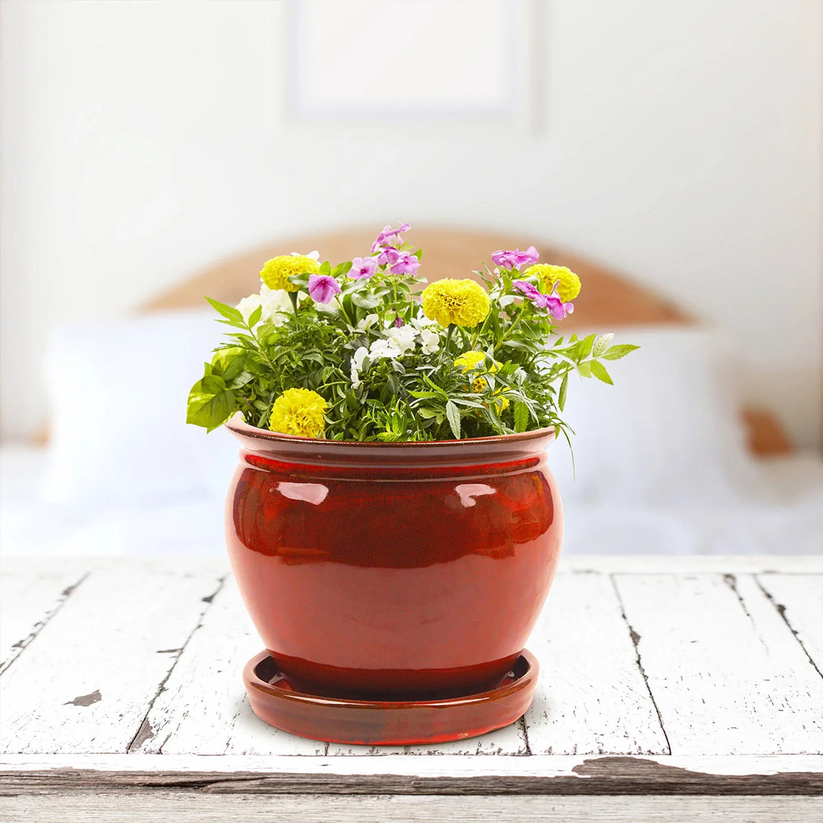 Saucer, Patio Round Ceramic Southern Planter with (4 Pack) Wisteria 8" Pot