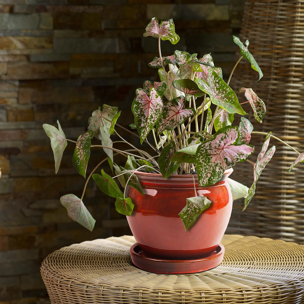 Saucer, Patio Round Ceramic Southern Planter with (4 Pack) Wisteria 8" Pot